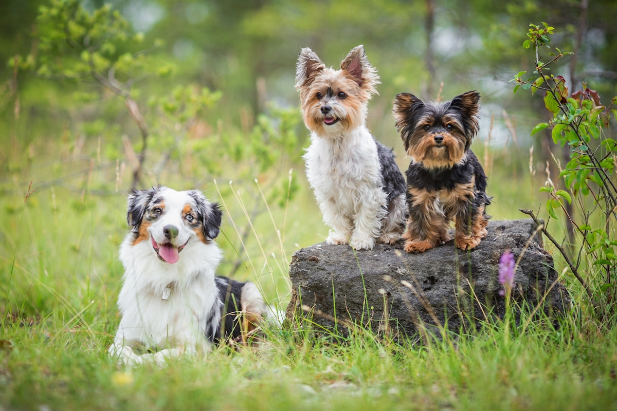 Three small dogs sitting outdoors on a rock
