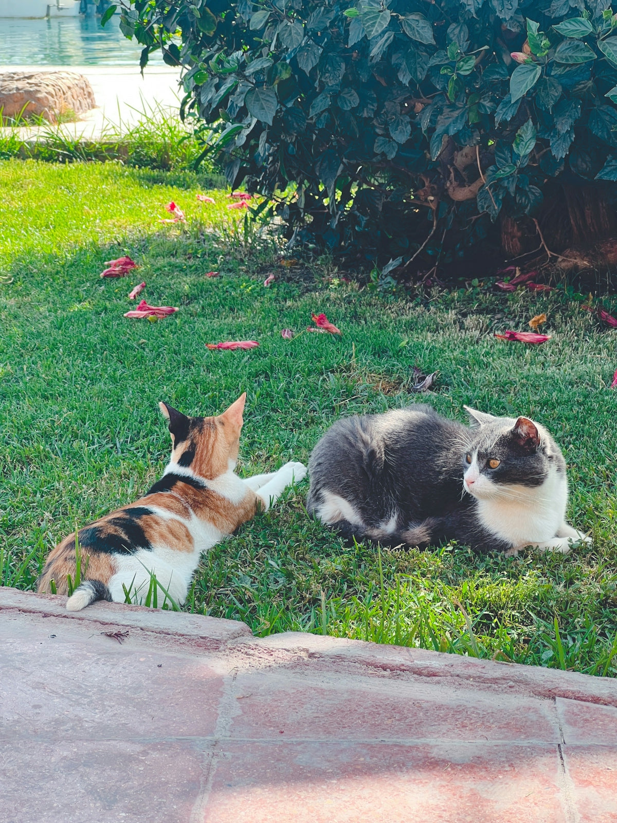 a couple of cats laying on top of a lush green field