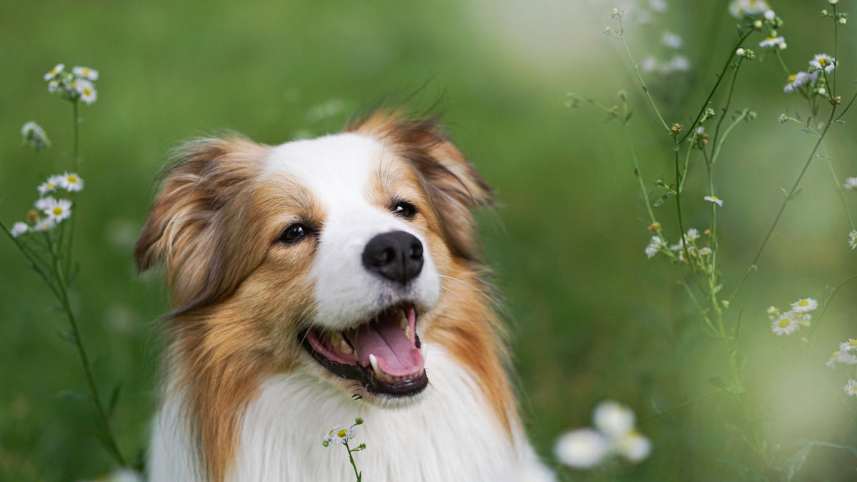 A brown and white dog standing in a field of flowers