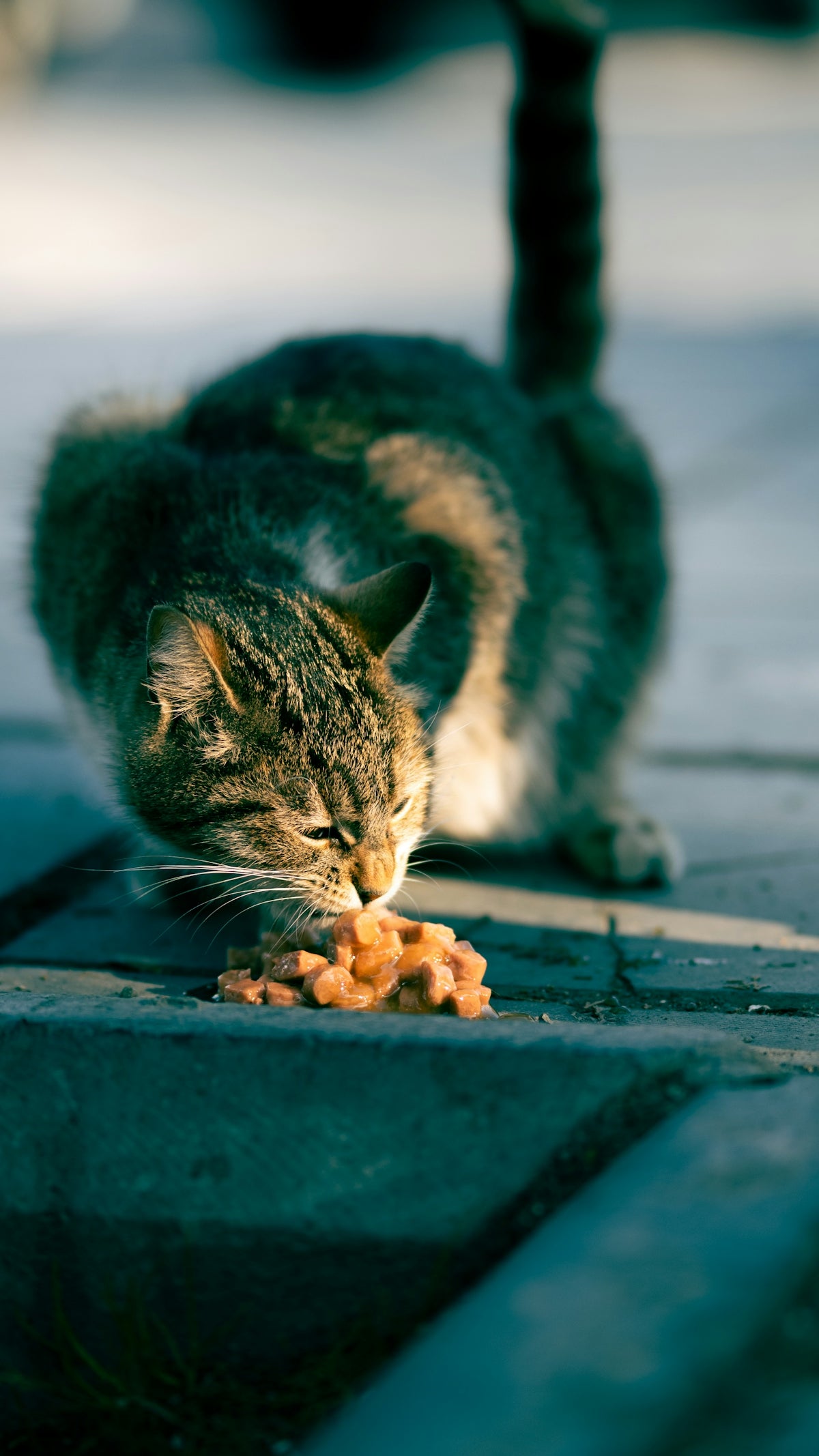 A cat enjoys a meal outdoors.