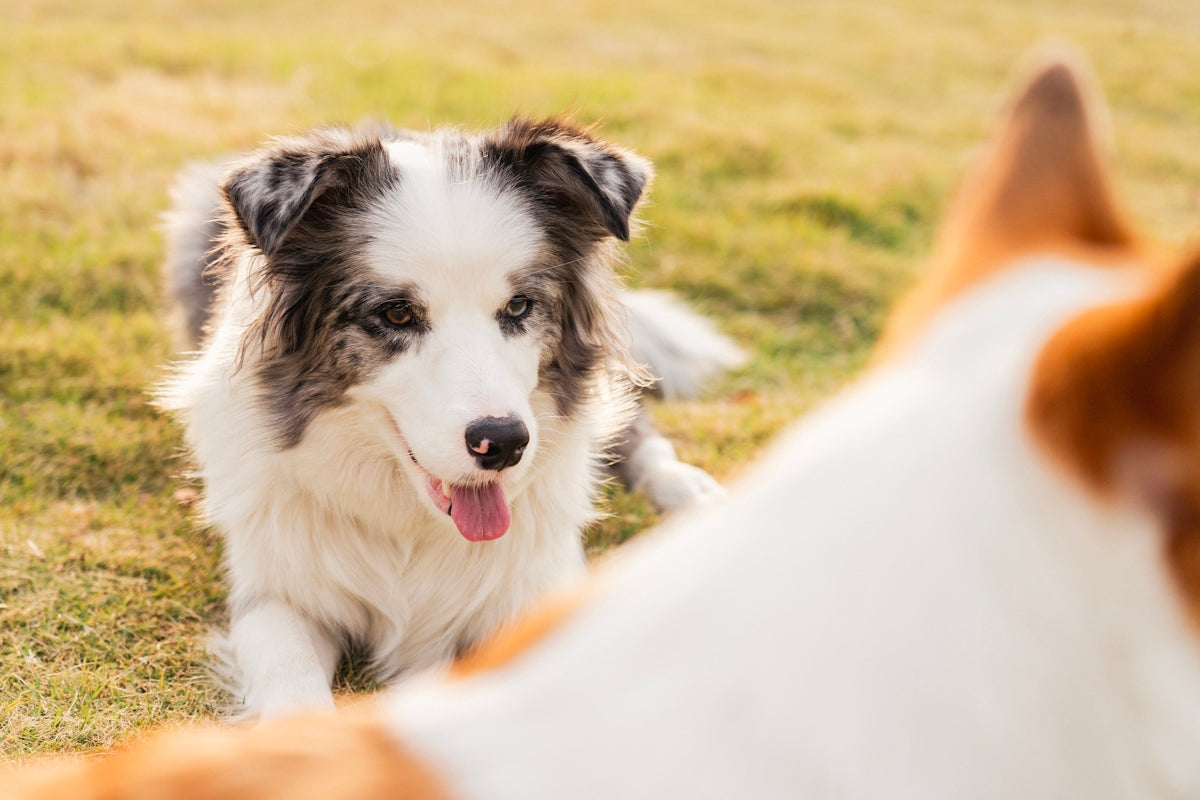 Two dogs resting on grassy field