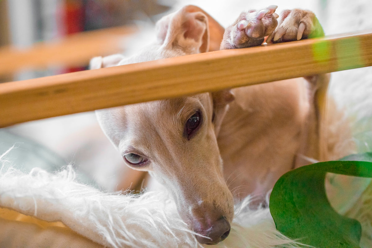 shallow focus photo of short-coated gray dog