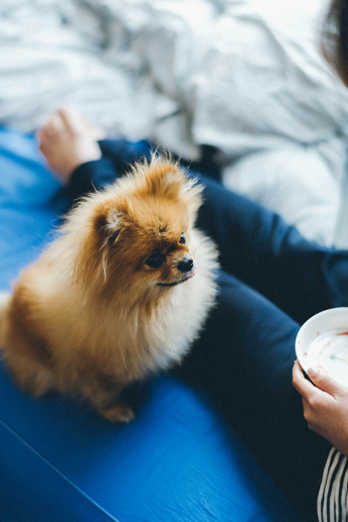 brown pomeranian puppy on blue textile
