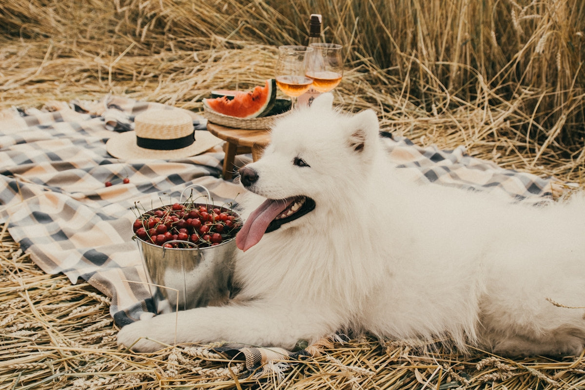 white long coated small dog on brown grass field