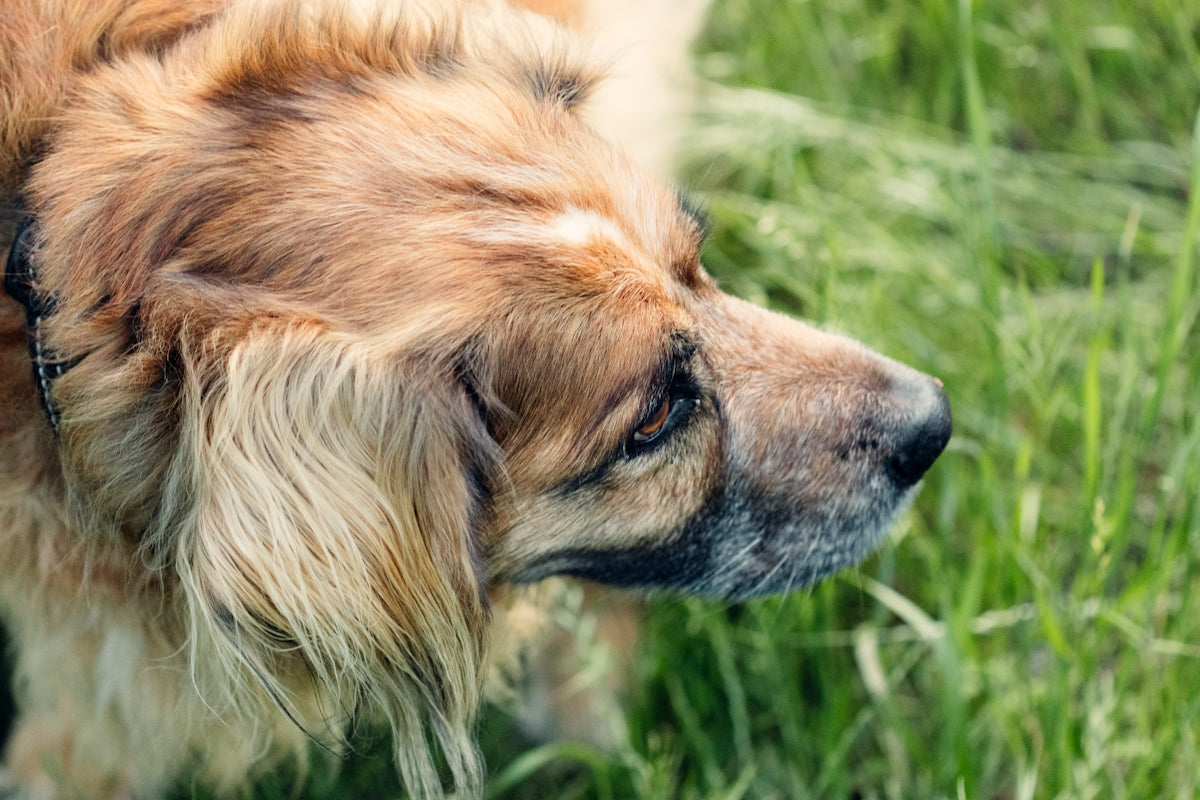 brown long coated dog on green grass during daytime