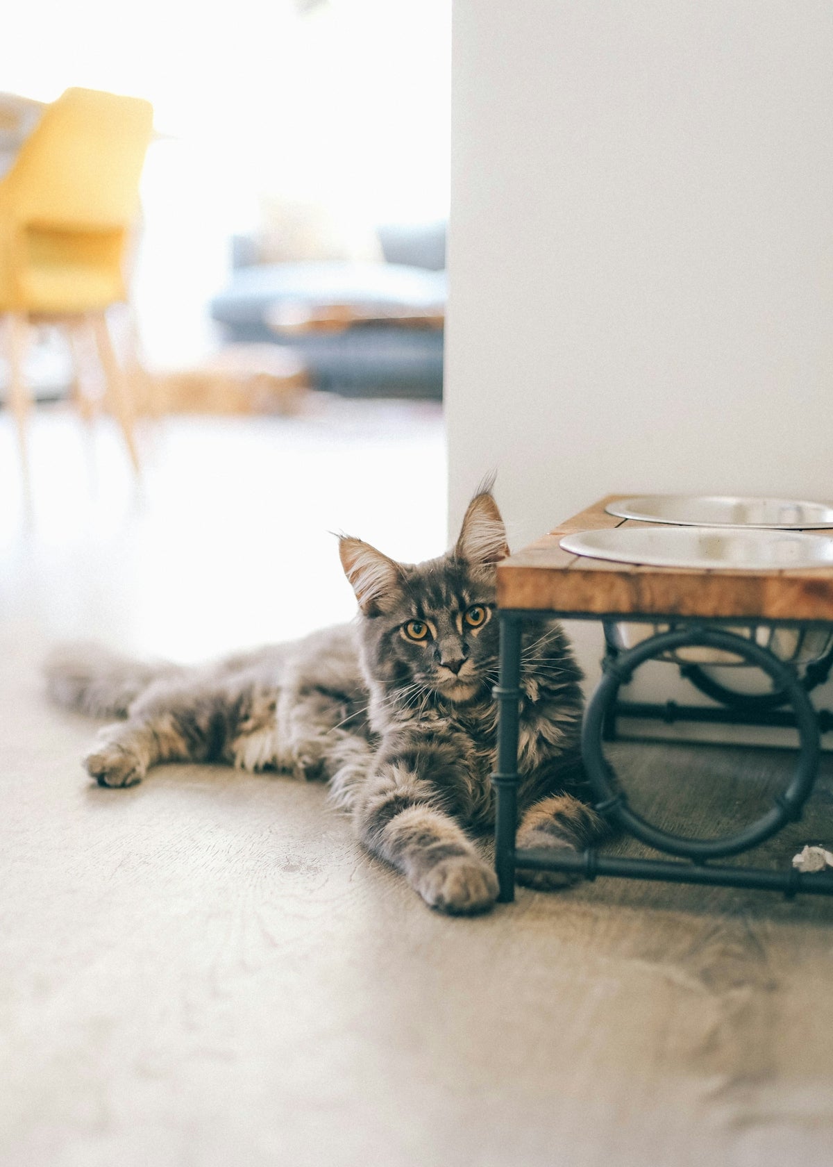 brown tabby cat on table