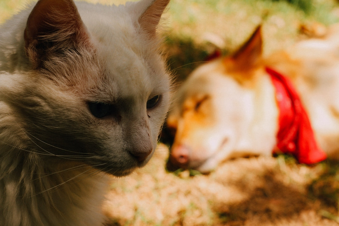 white cat lying on brown soil during daytime