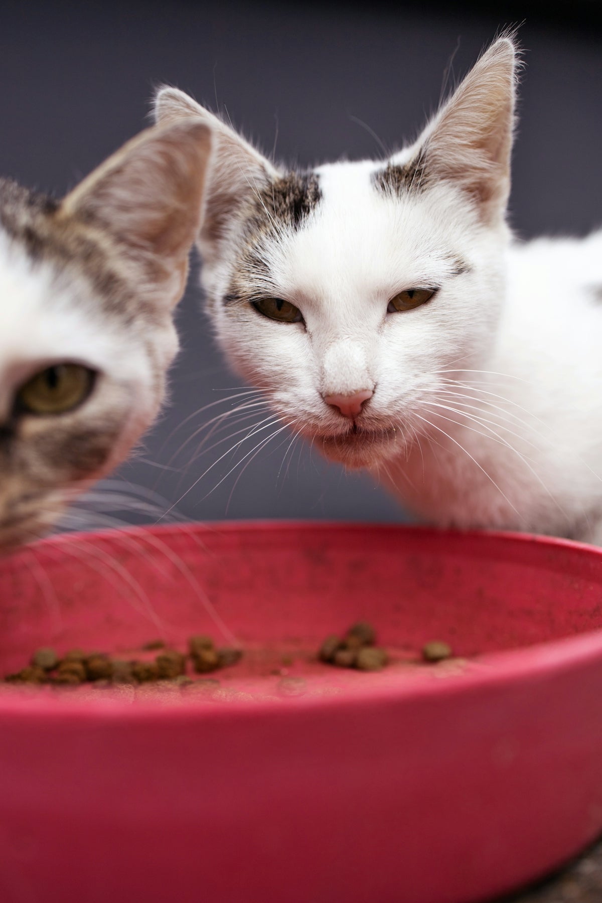 white and gray cat on red plastic basin