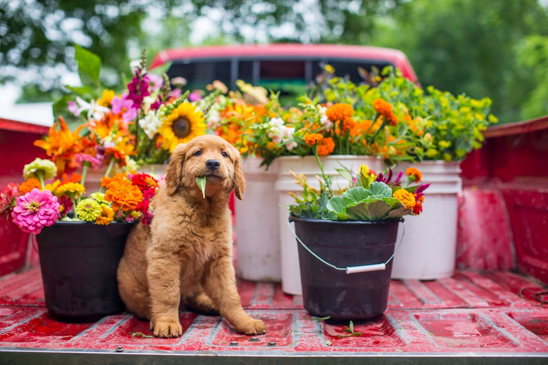 a brown dog sitting in the back of a truck