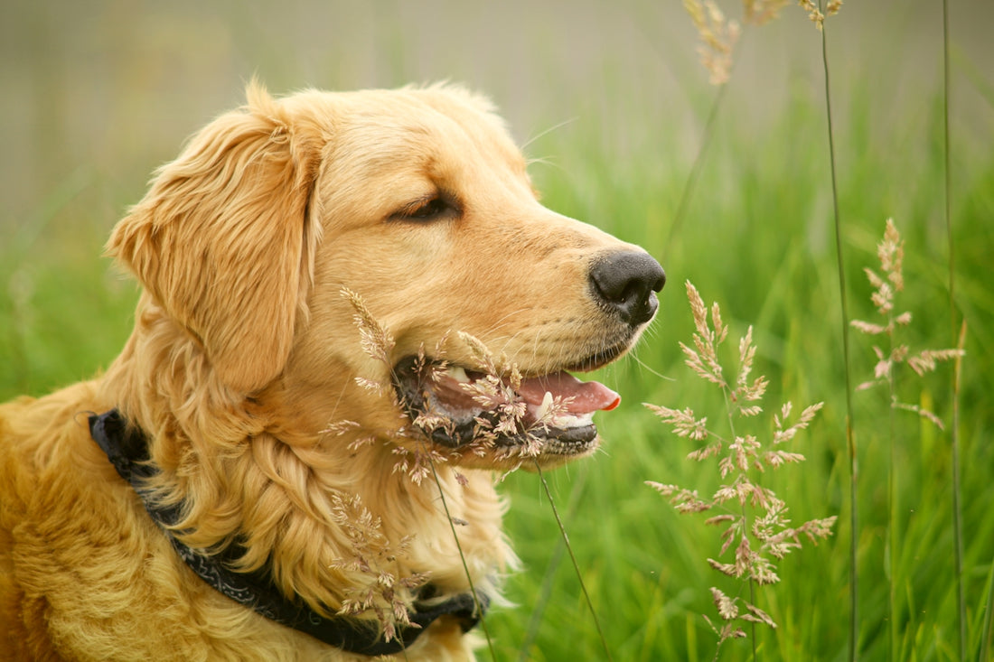 a dog with its mouth open