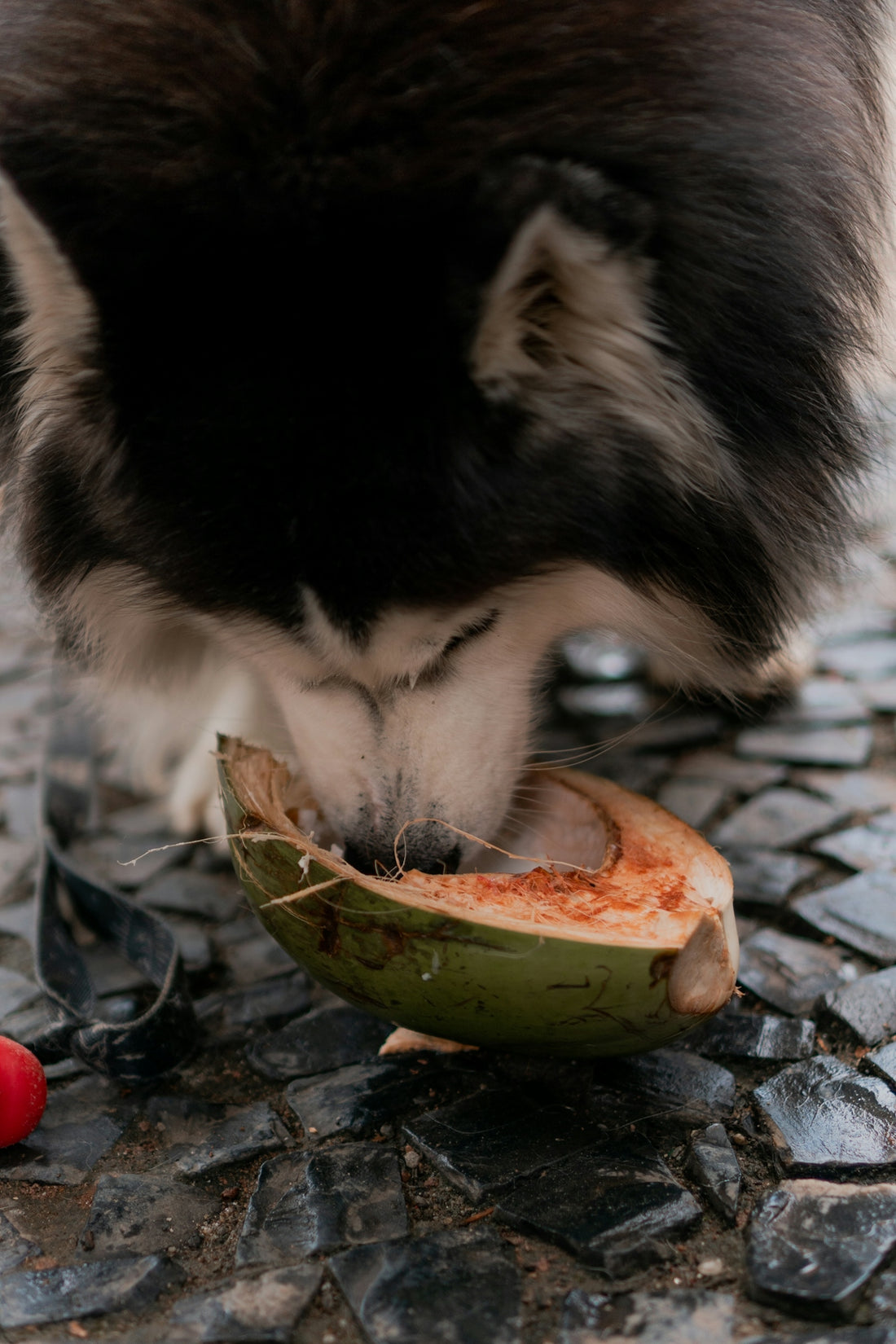 a black and white dog eating something out of a bowl