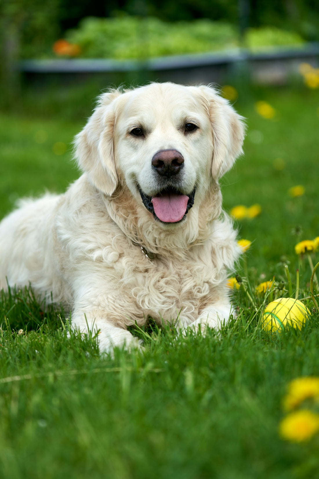a large white dog laying in the grass