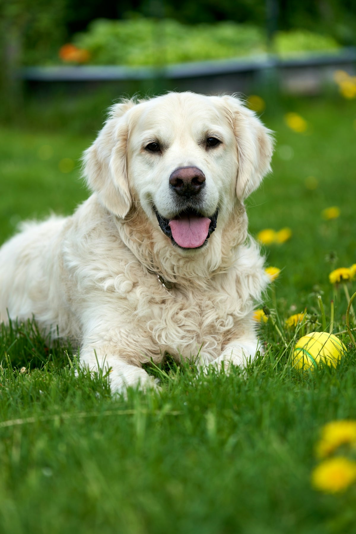 a large white dog laying in the grass