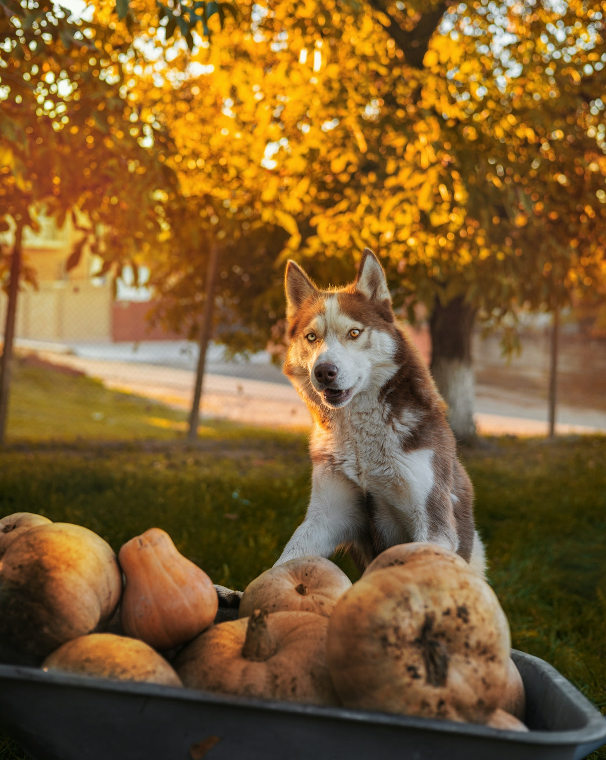 A dog is sitting in a wheelbarrow full of pumpkins