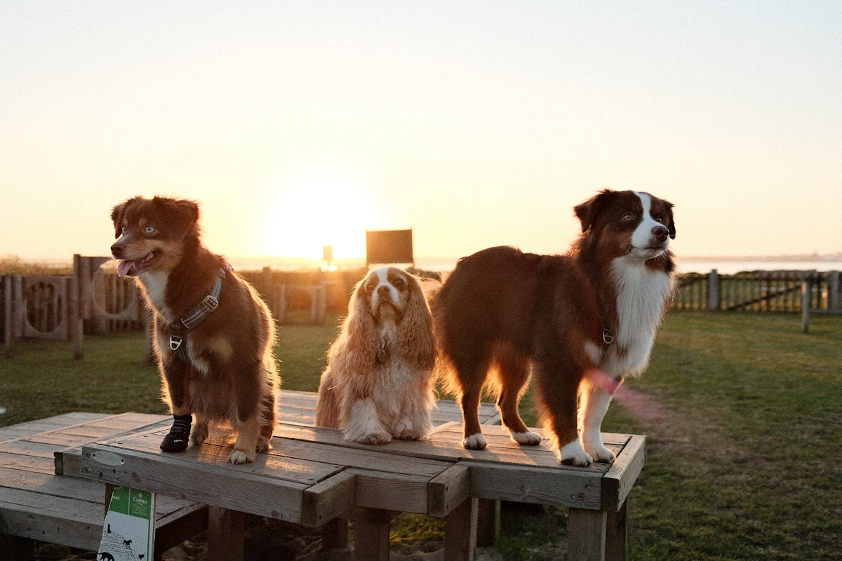 Three dogs are posing together at sunset.
