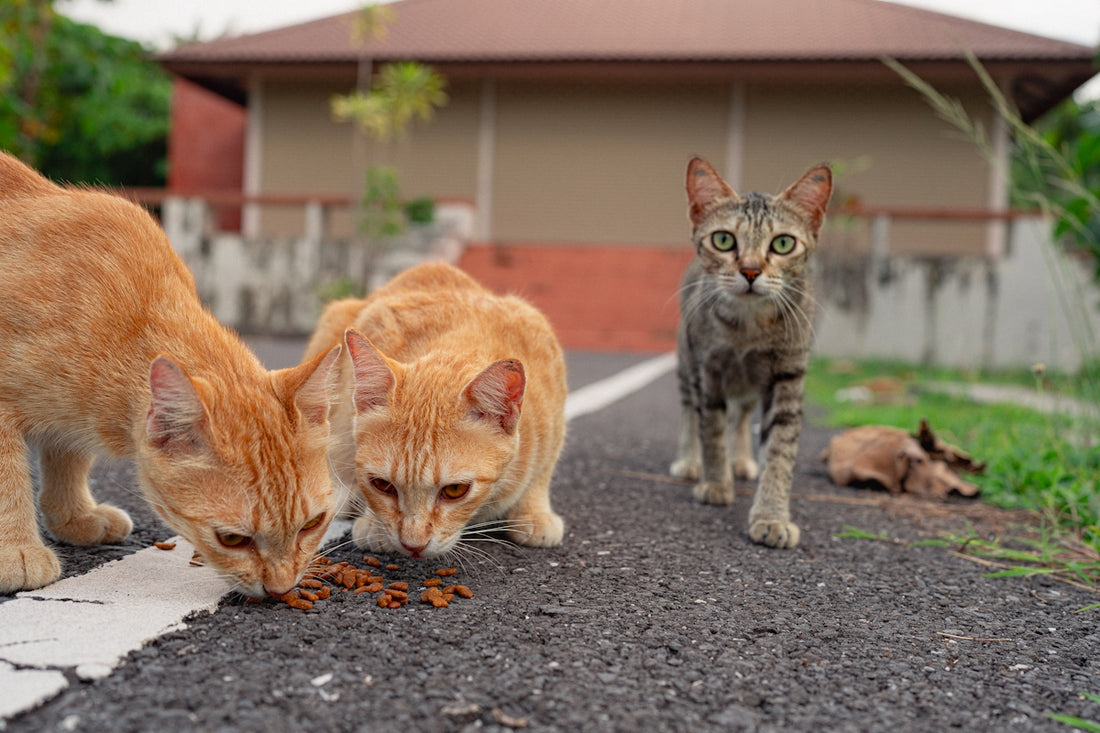 Cats eat food on the road, one looks directly at you.