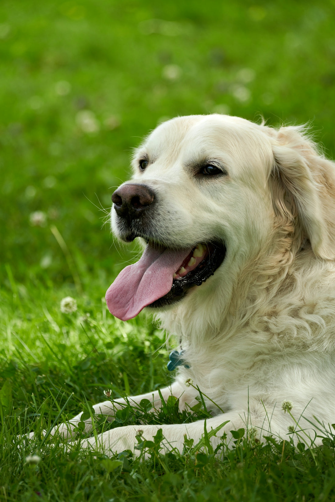 Happy dog rests contentedly in the grass.