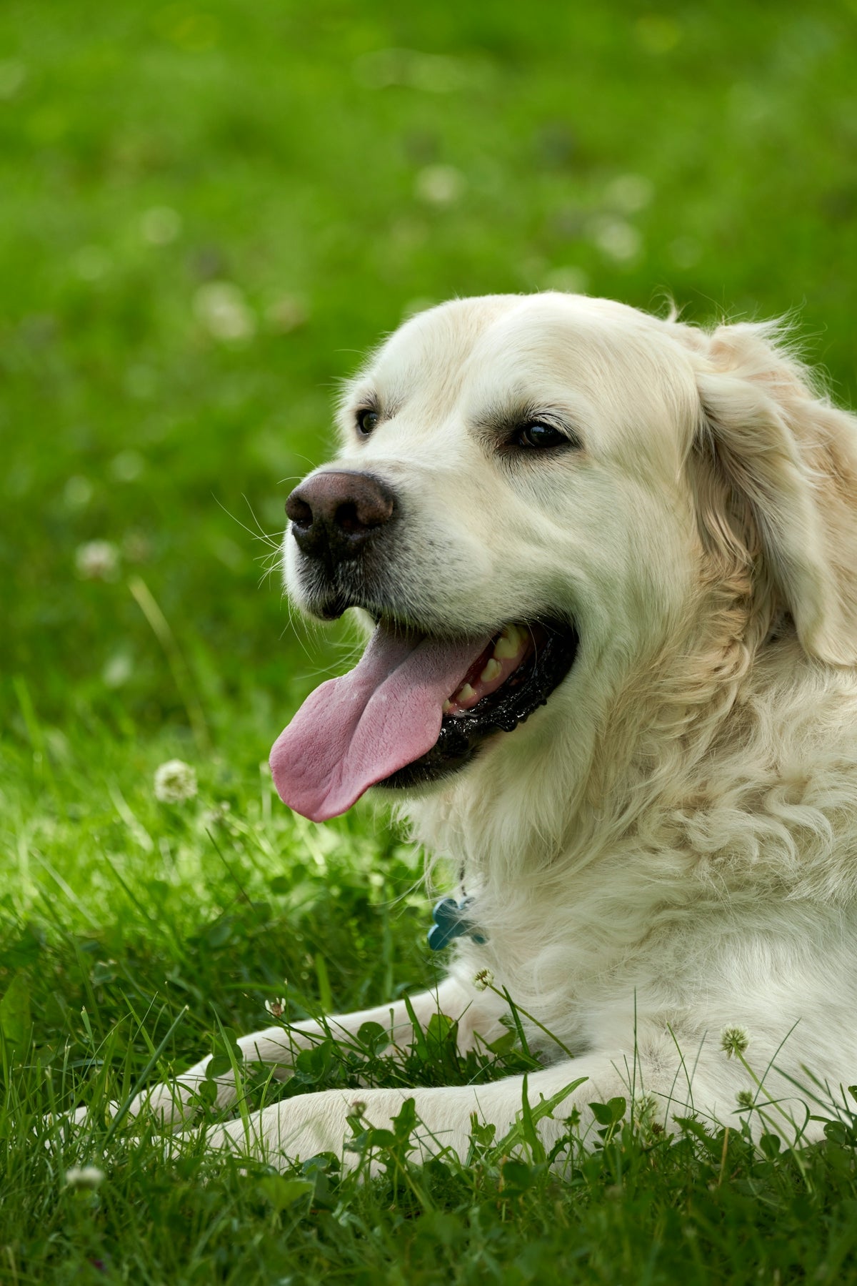Happy dog rests contentedly in the grass.