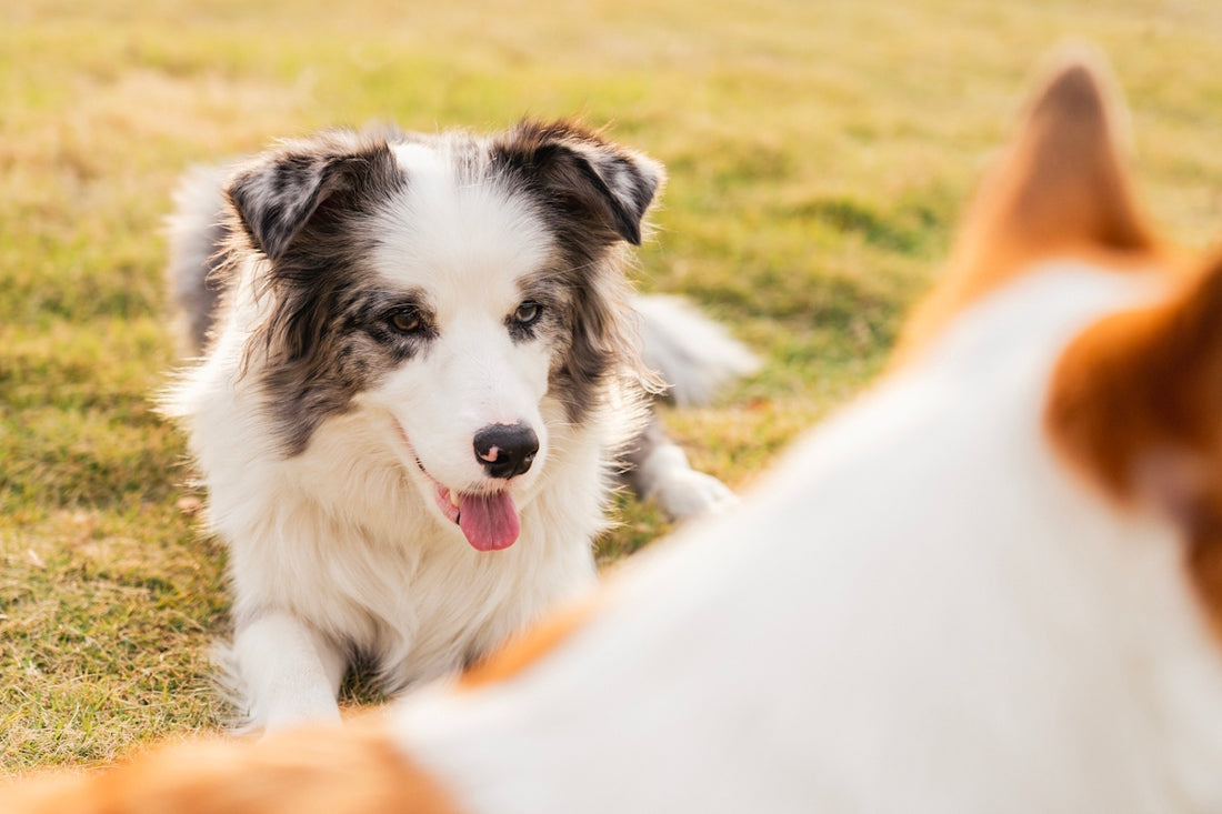 Two dogs resting on grassy field